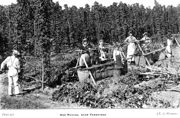 Hop-picking near Tonbridge